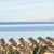 Jaz Mirabel Beach , Sharm el Sheikh, Red Sea, Egypt - Image 9